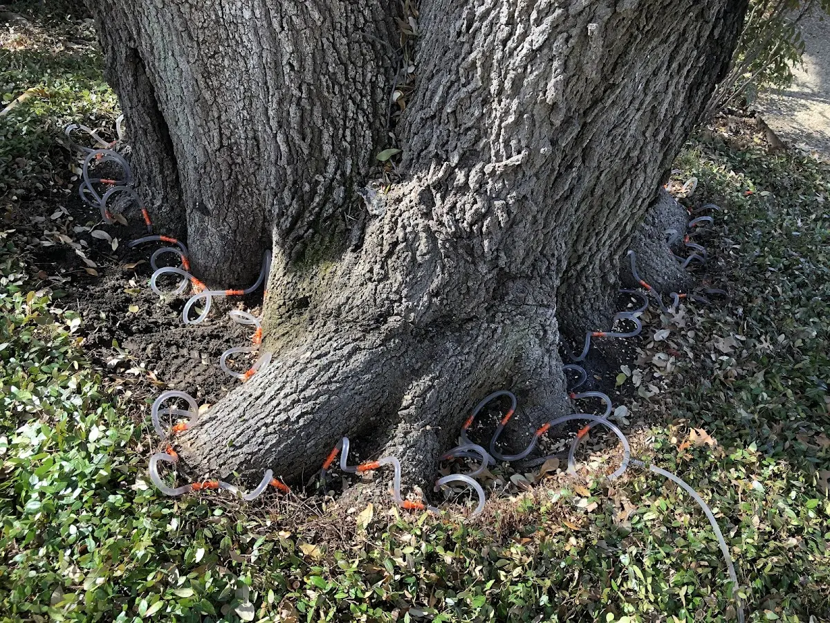 Detailed Tree Cabling and Bracing job site in Thelma