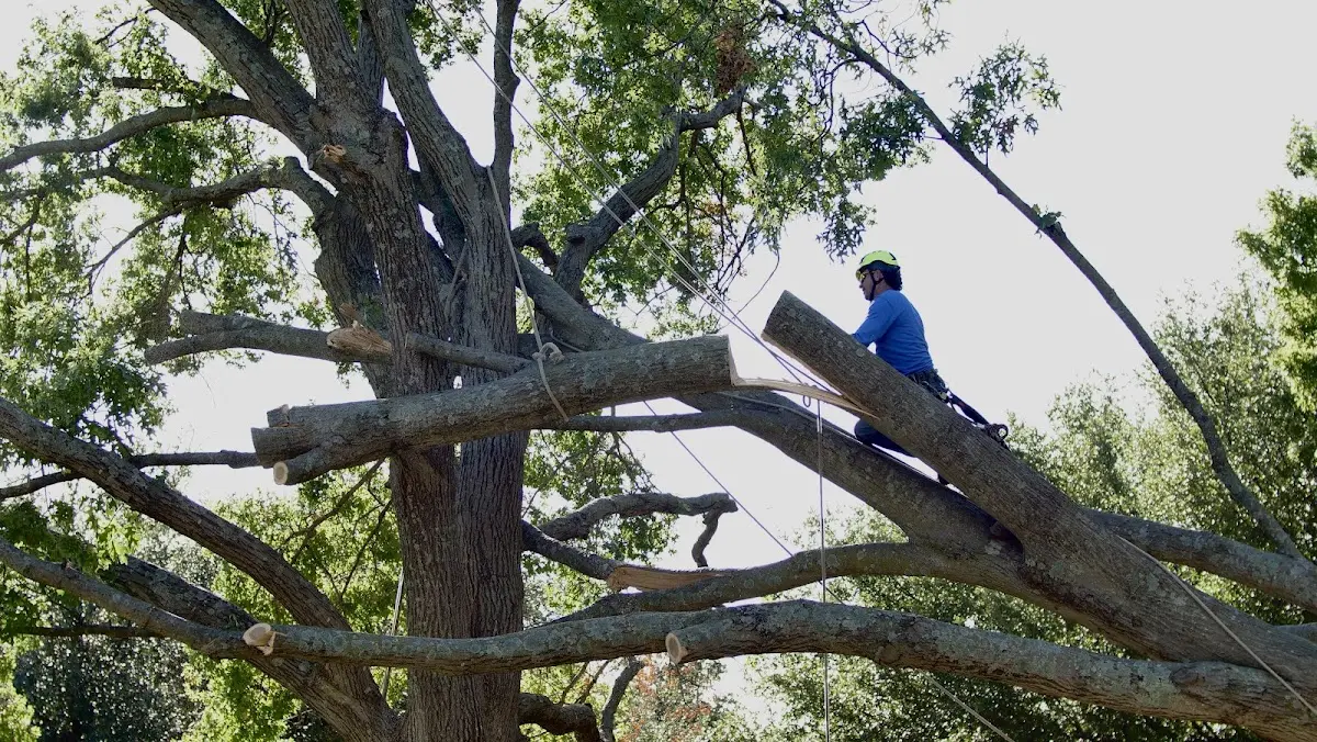 Professional Crown Thinning performed by certified arborists in Thelma